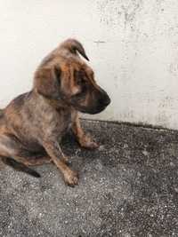 Câes bébe para adopção foram abandonados