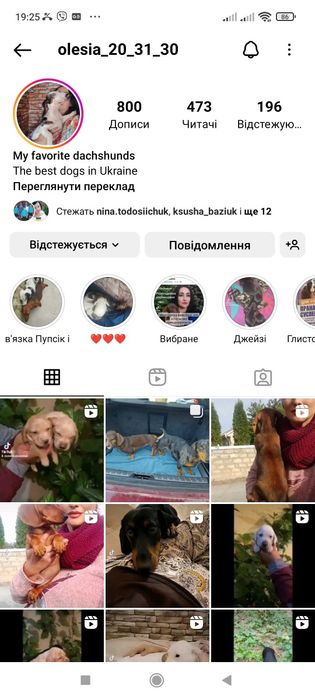 Білі і кремові таксята продаж за кордон.