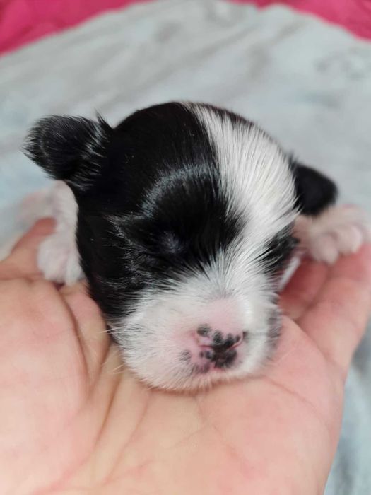 Yorkshire terrier biewer