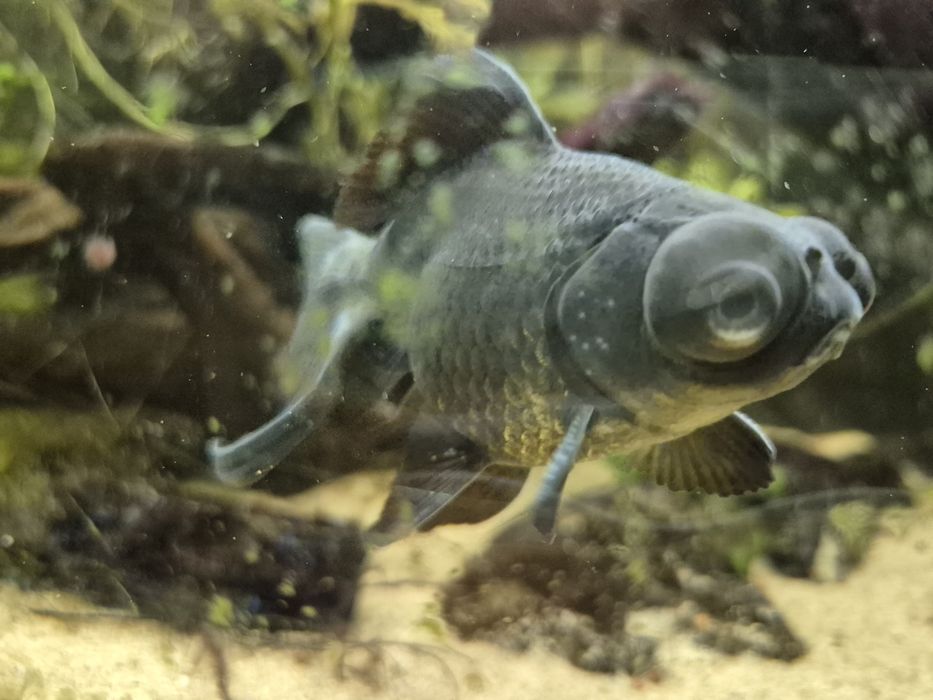 Smutne ryby sprzedam