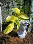 Philodendron Florida Beauty variegata liść ukorzeniony