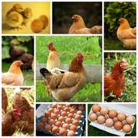 Інкубаційні  яйця бройлерів та інші