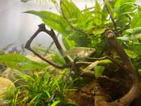 8 guppys para venda + 5 vallisnerias + foxtail