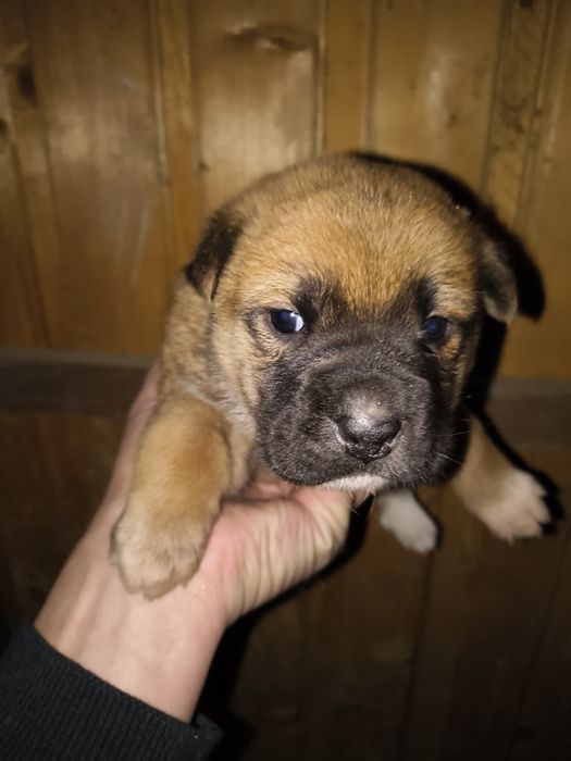 Метис шарпея (гарне щинятко)