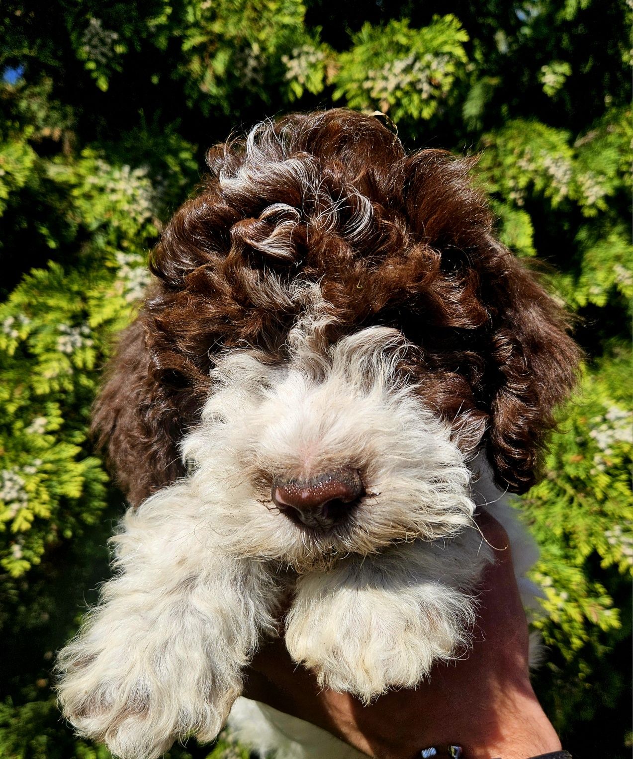 Lagotto Romagnolo  - szczenię