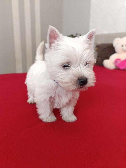 West Highland White Terier piesek z rodowodem