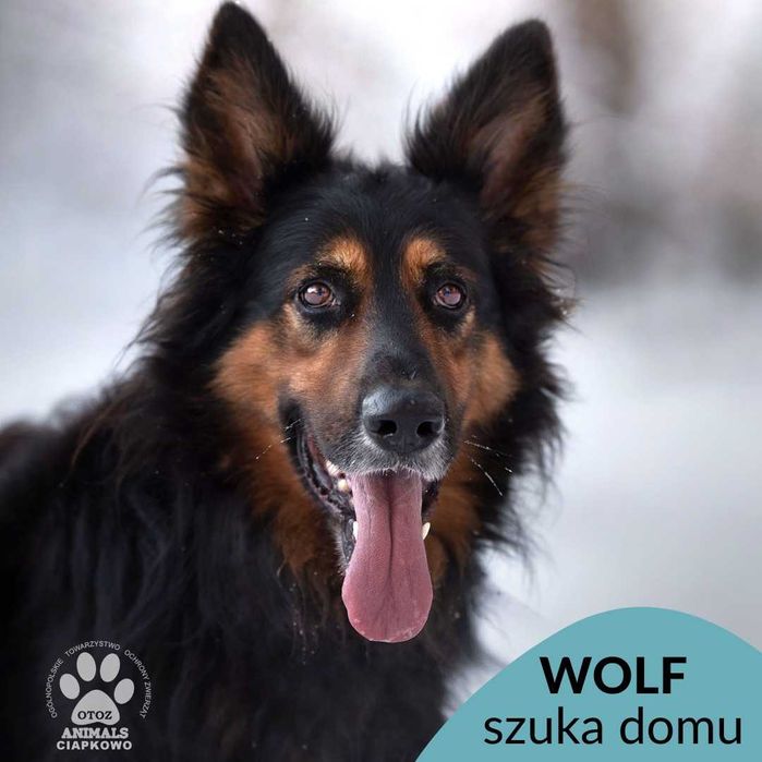 Wolf szuka doświadczonego domu! OTOZ Animals Schronisko Ciapkowo