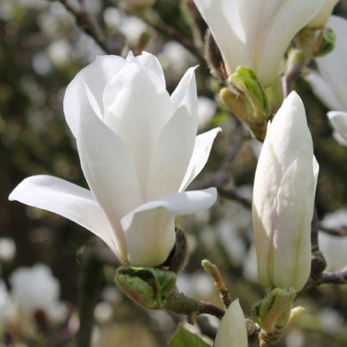 Магнолія біла з рожевим відтінком