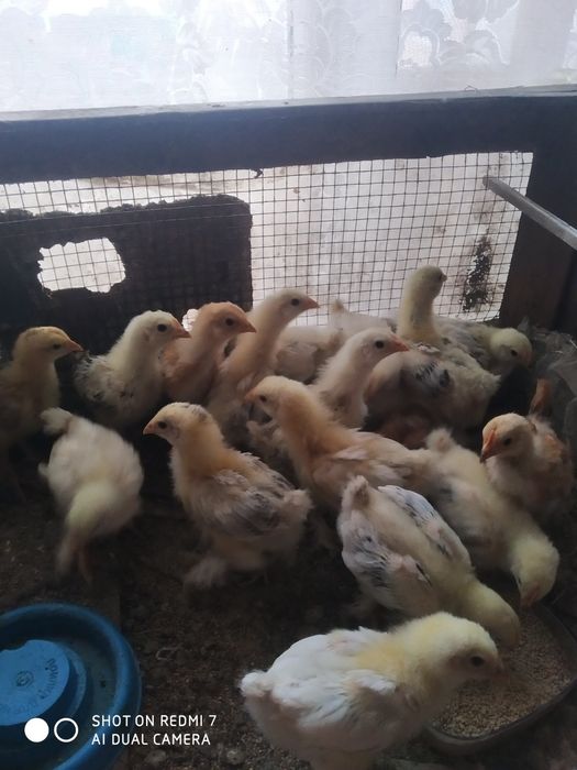 Яйця і курчата брами