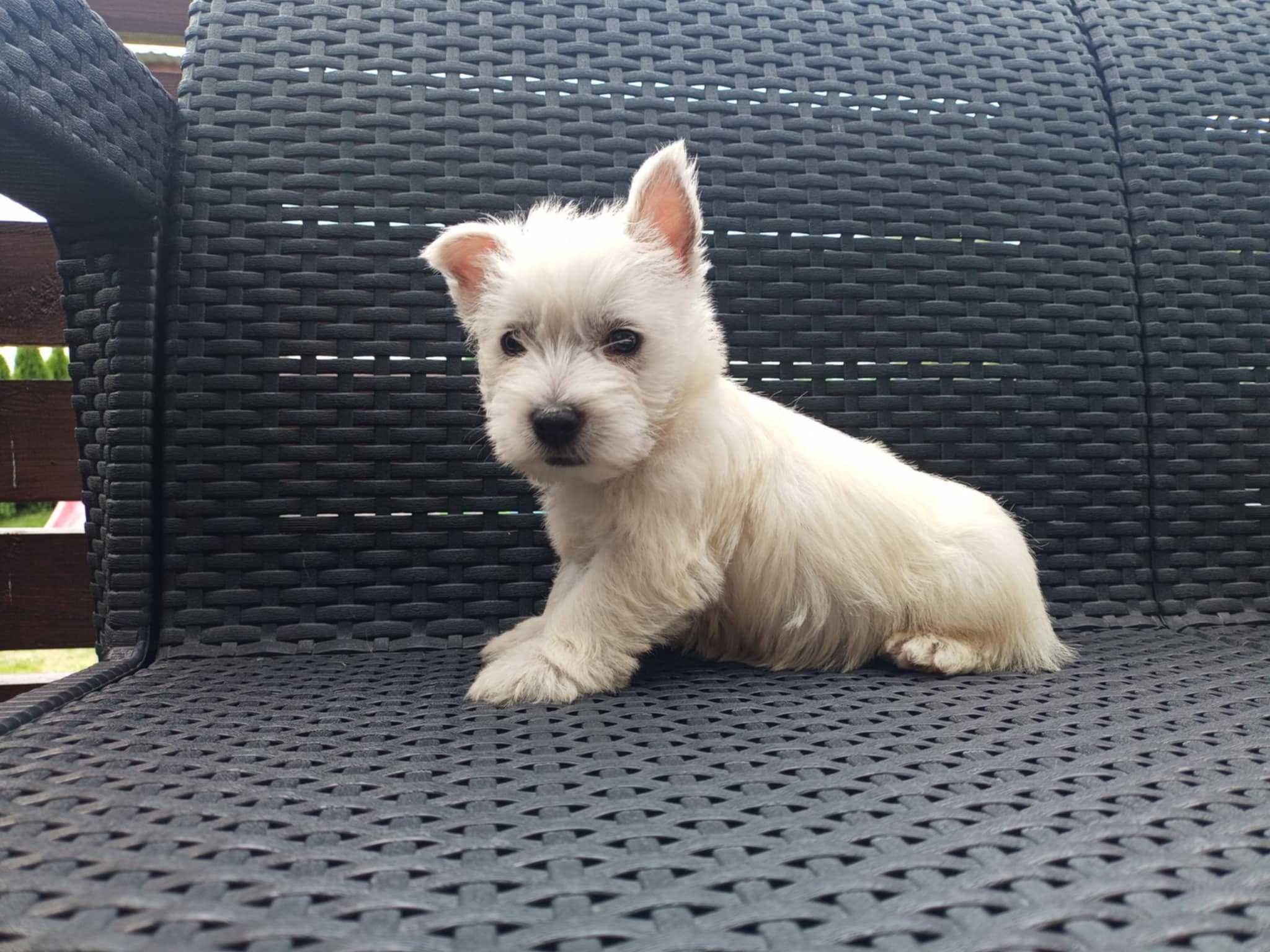 piesek rasy West Highland White Terrier (Westie)