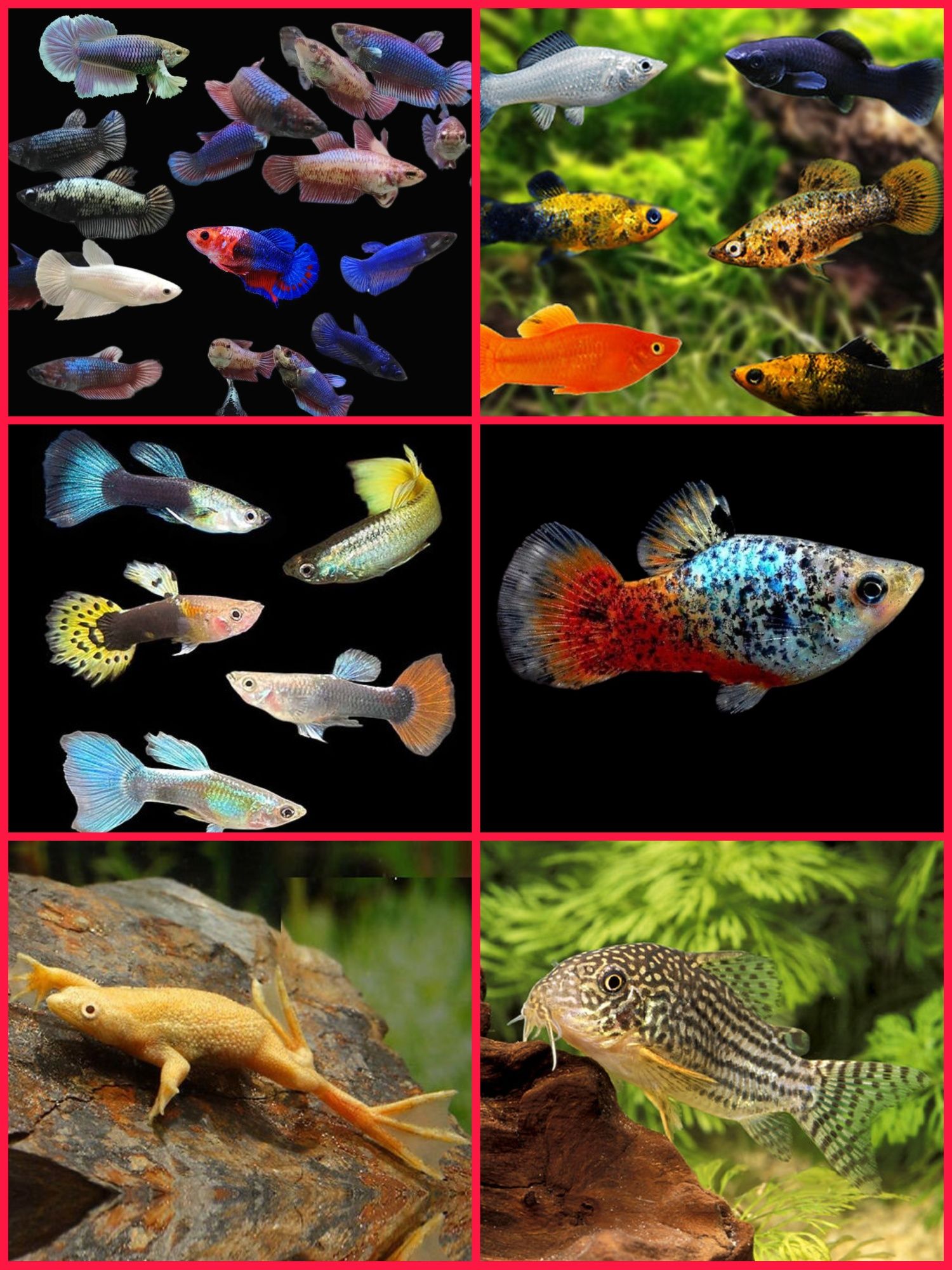 Aquasousa.com - Tetras, Guppys, Corydoras, Neons e muito muito mais...