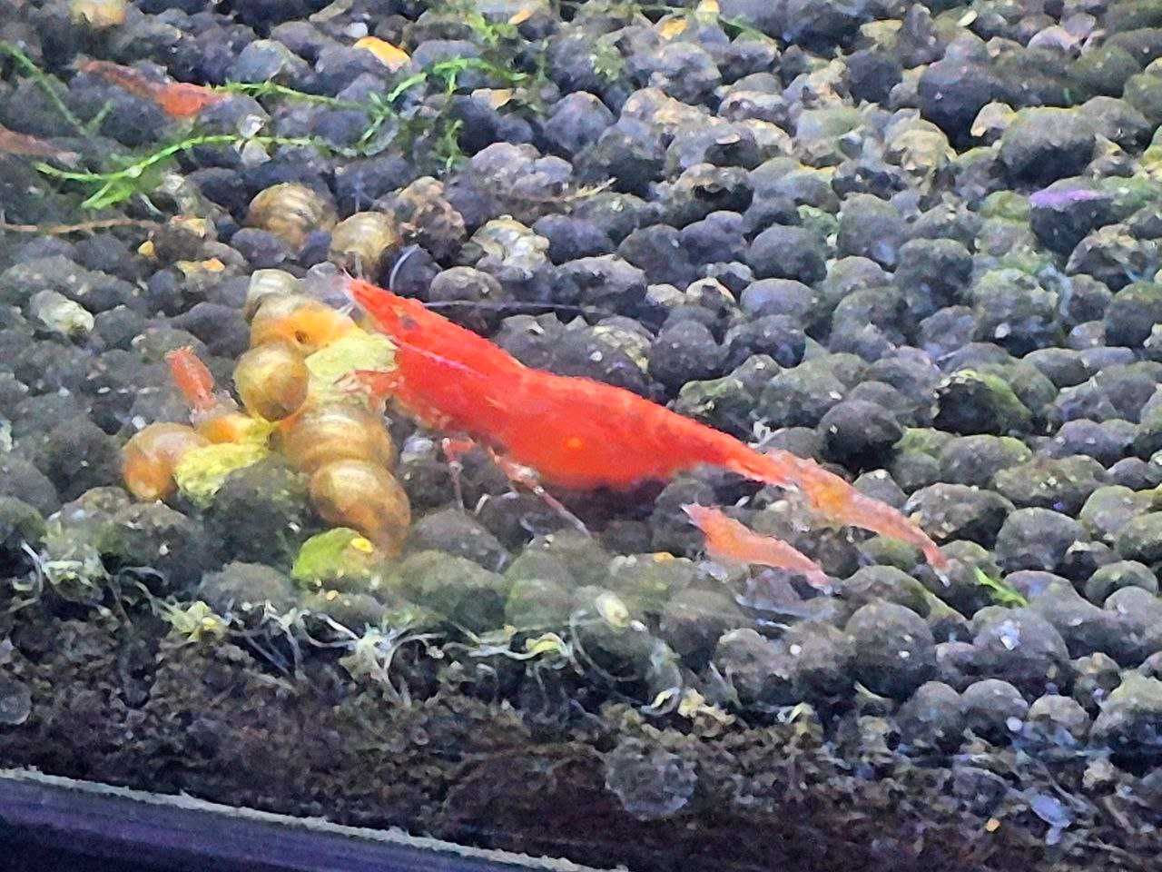 Camarão Neocaridina Red Cherry