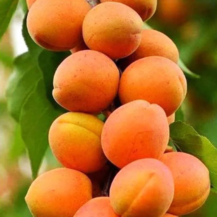 Саджанці колоноподібного абрикосу Роздріб-ОПТ/Саженцы абрикоса Оптом