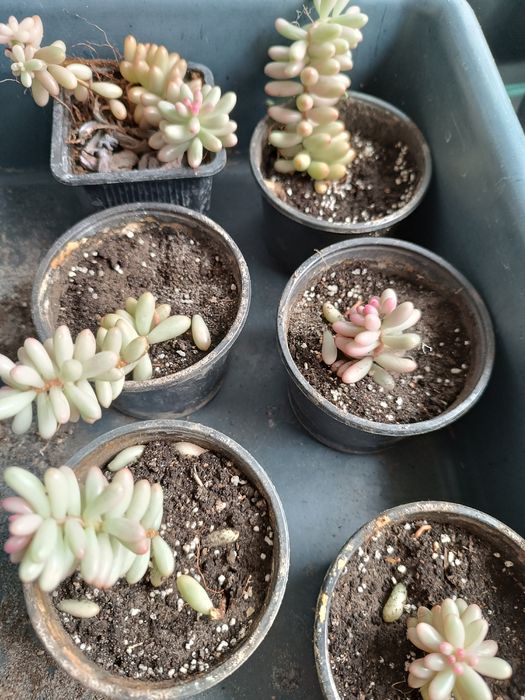 Седум Аврора, очиток