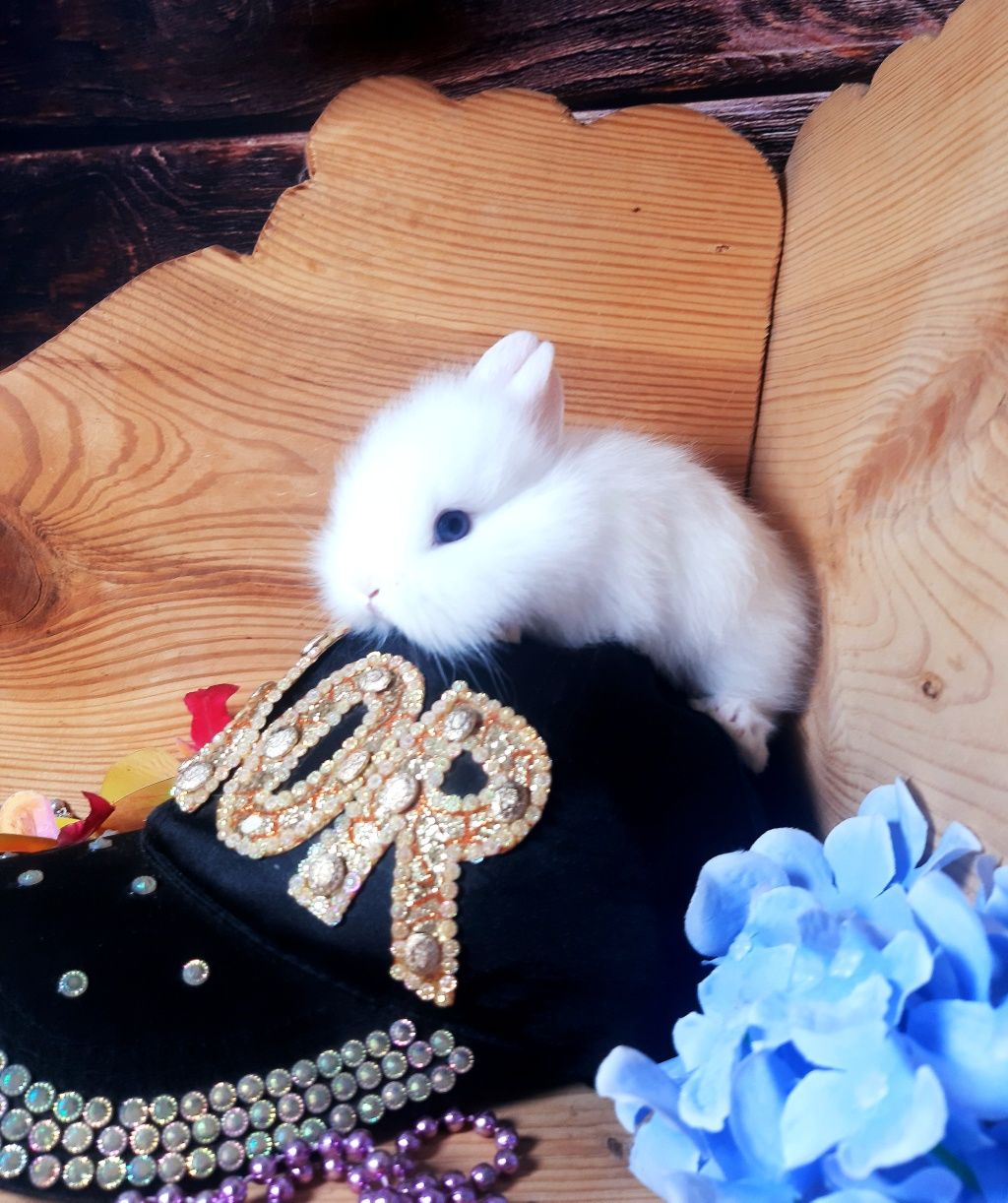 Карликовые мини кролики,міні, декоративные,декоративні,карликові