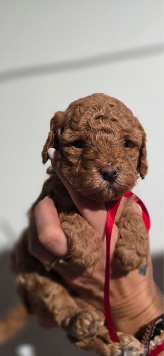 Piękna ciemna red brown kręcona cavapoo szkolenie rodowod wyprawka