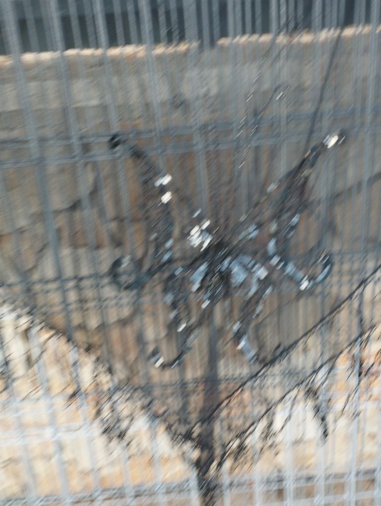 Xaile negro com borboleta em lantejoulas
