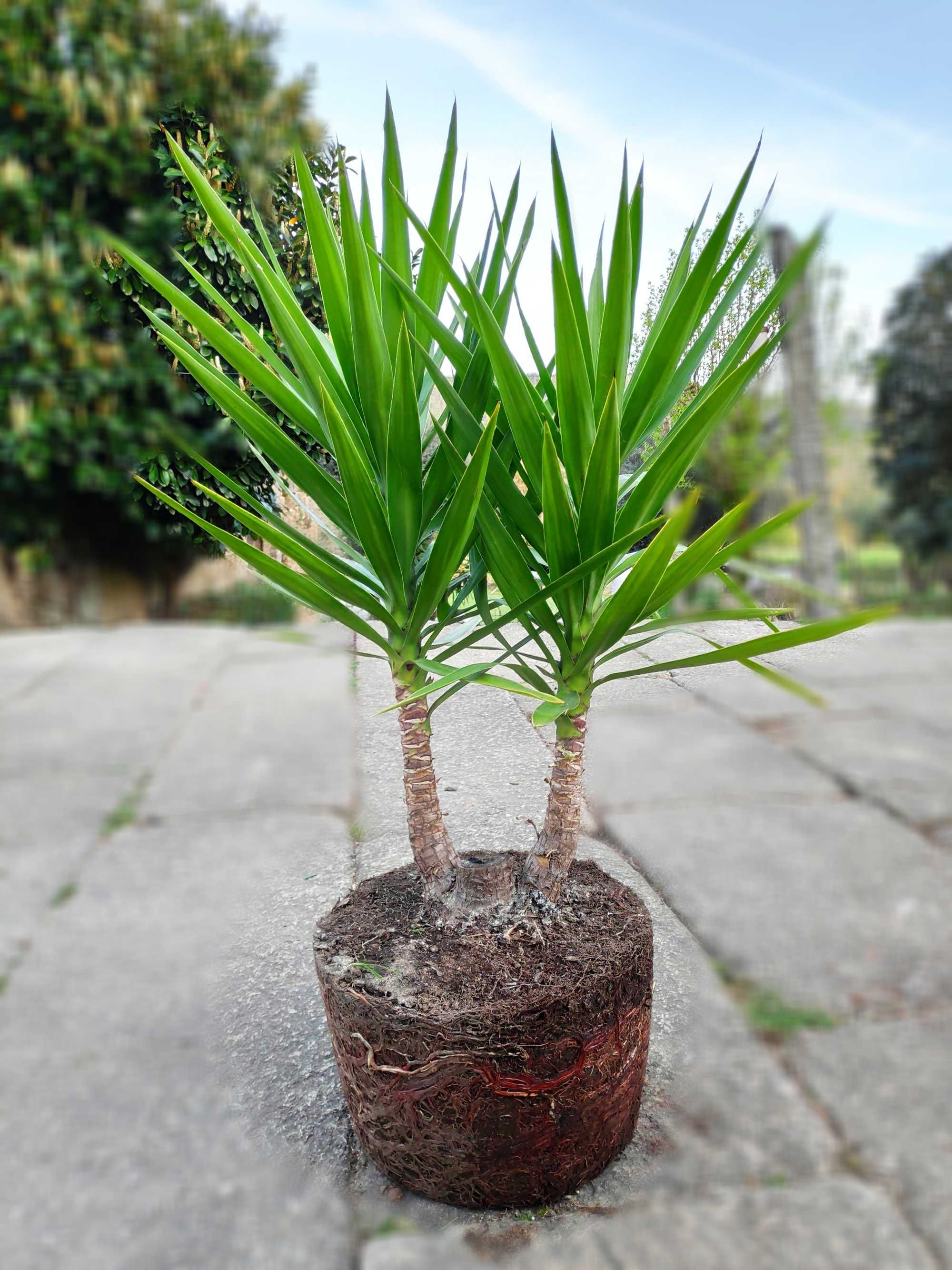 yucca Elefante para jardim- varios tamanhos