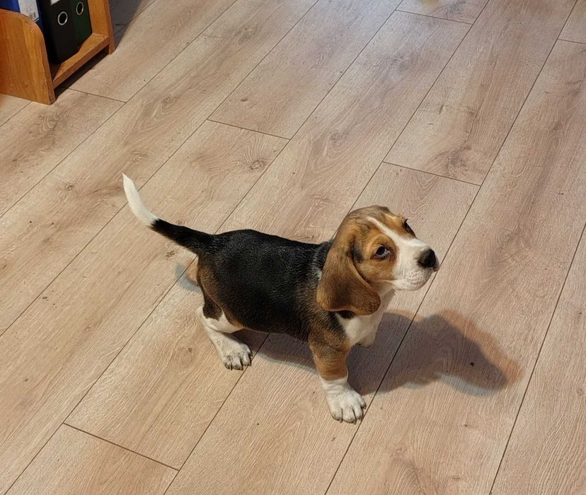 Mądry inteligentny i śliczny piesek