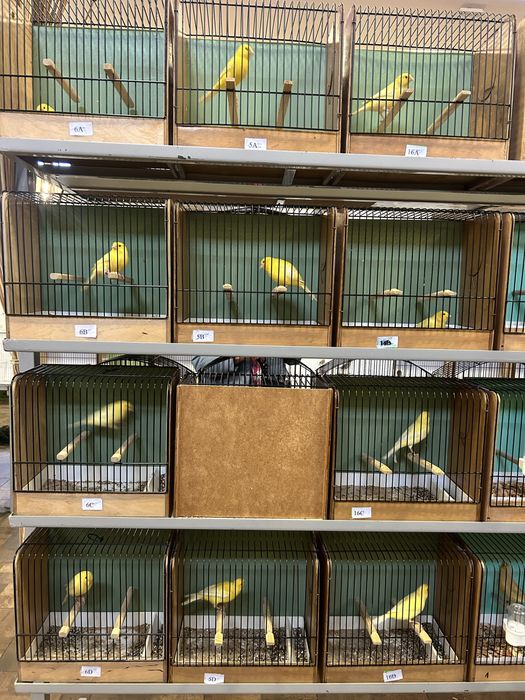 Kanarki żółte – intensywne i nieintensywne