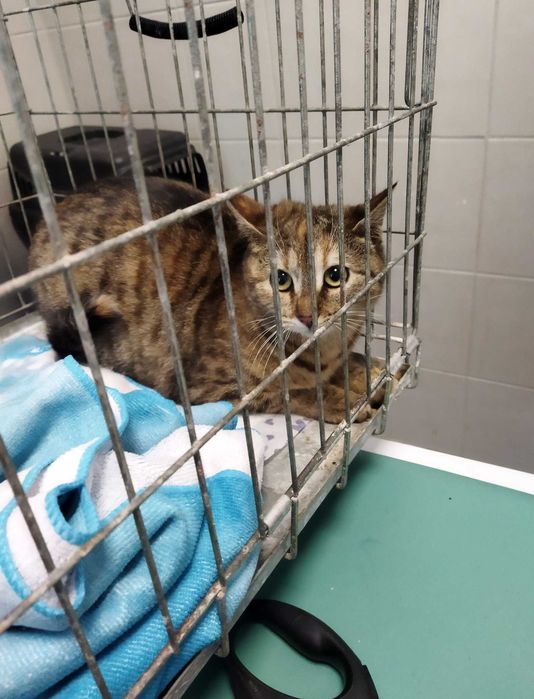 Proszę, ocal ją przed piekłem bezdomności :(