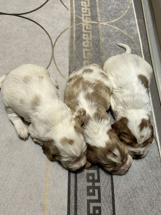 Suczka Cocker Spaniel Angielski do rezerwacji