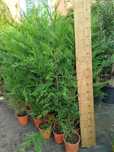 Cupressus leylandes 150 /180cm