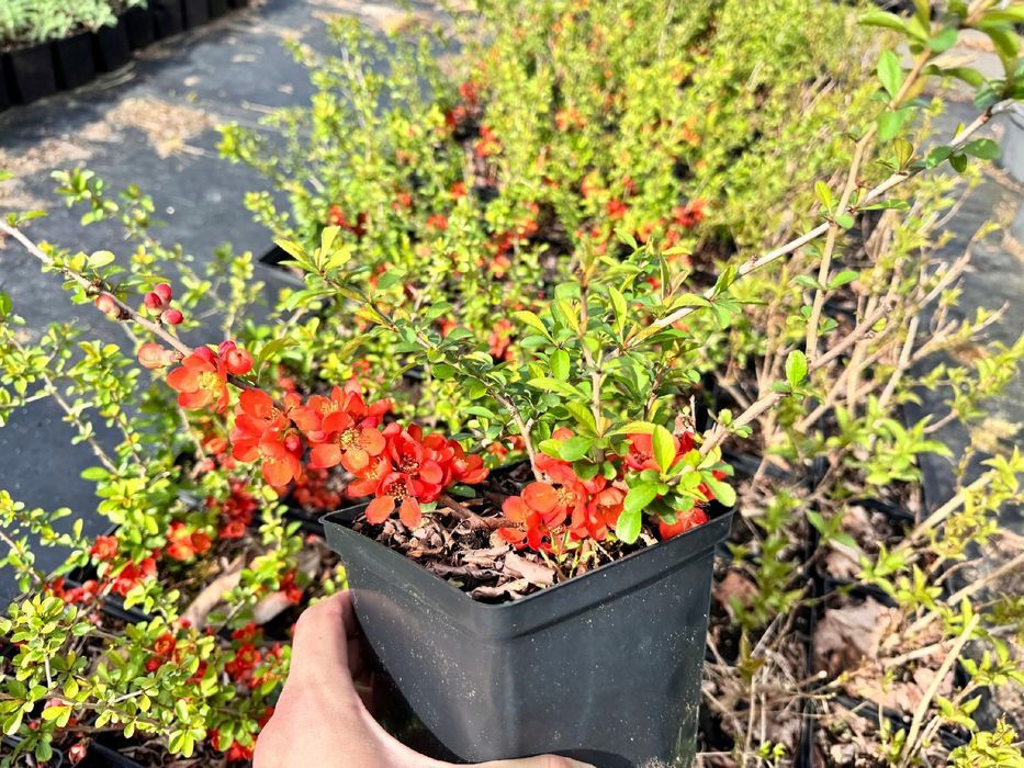 Pigwowiec pośredni 'Clementine' Pomarańczowe kwiaty (Chaenomeles)