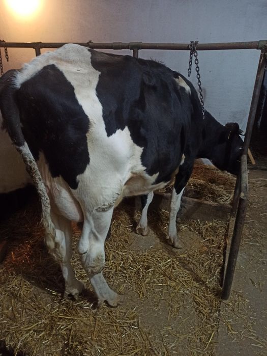 Młoda krowa mleczna pierwiastka, cielna!