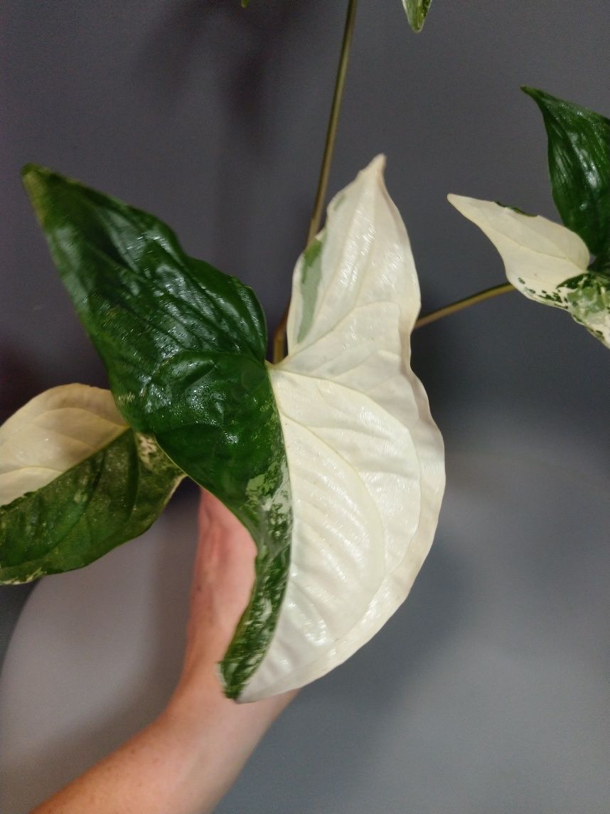Syngonium Emerald Gem