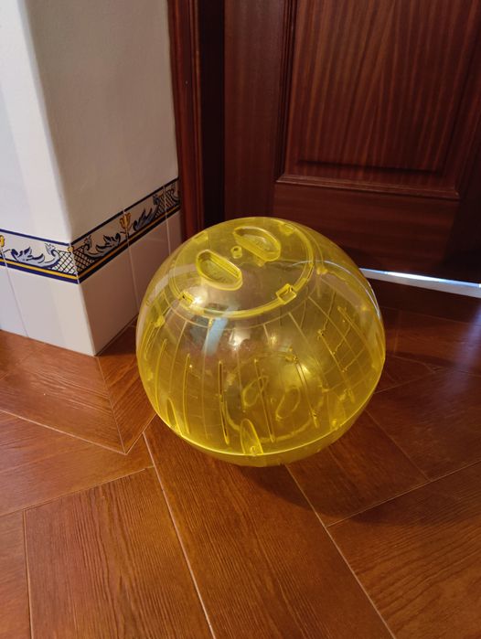 Bola de corrida  para Porquinho-da-India