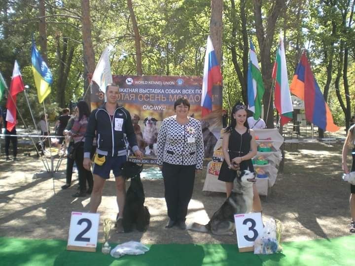 Вязка сибирский хаски