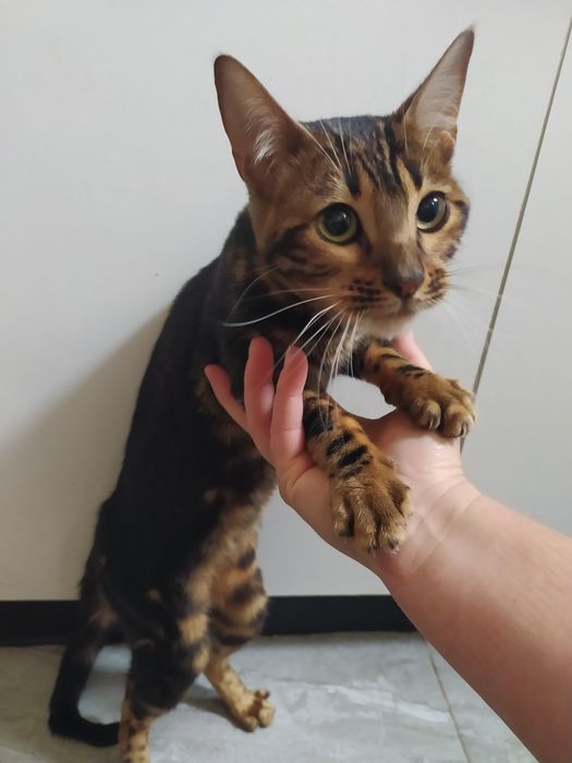 Бенгальская мраморная  кошечка Ben n 22