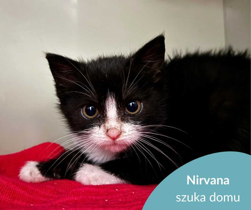 Malutki kociak Nirvana do adopcji