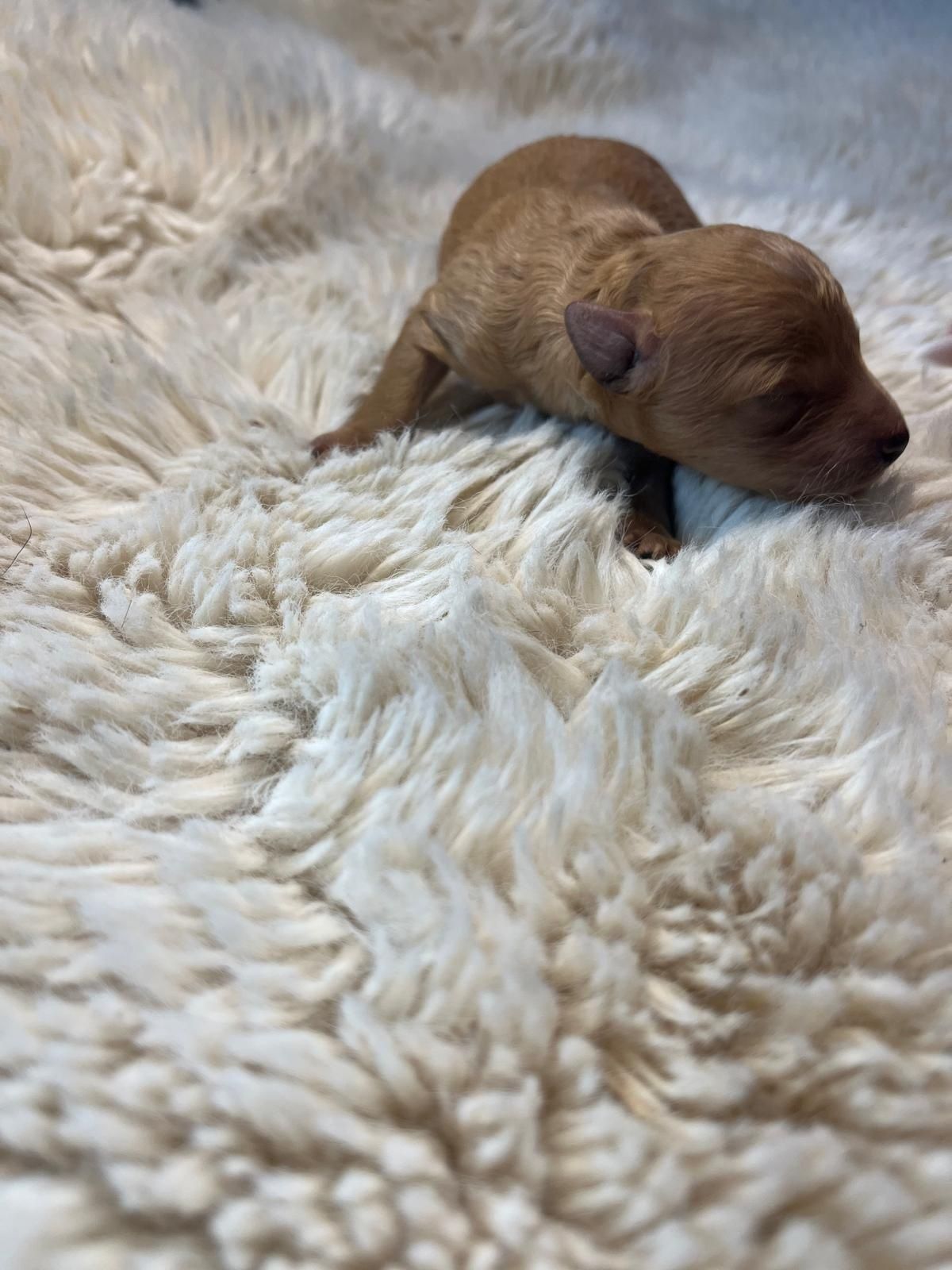 Szczeniak Maltipoo F1B z Rodzinnej Hodowli