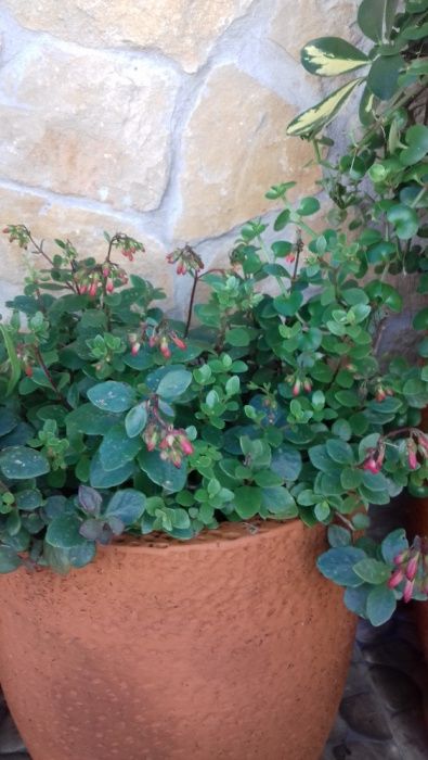 Kalanchoe manginii (Bryophyllum manginii (Ex-Kalanchoe manginii))