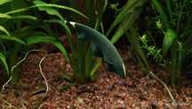 Duch amazoński (brazylijski) - Apteronotus albifrons