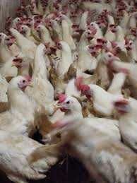 Kury Nioski Rosa Messa Dominant Tetra Lohman Sendi Leghorn ! DOWÓZ !!