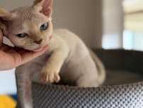 Chłopec Devon Rex Warszawa