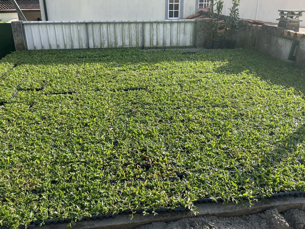 Photinias e grama brasileira
