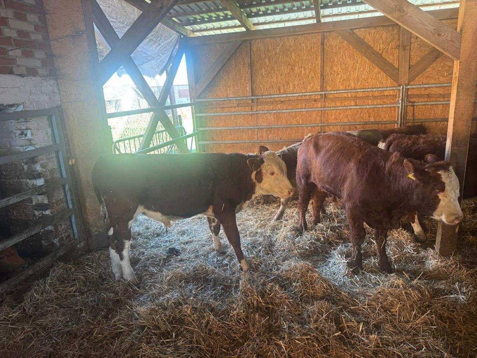 Byki na dalszy odchów odsady