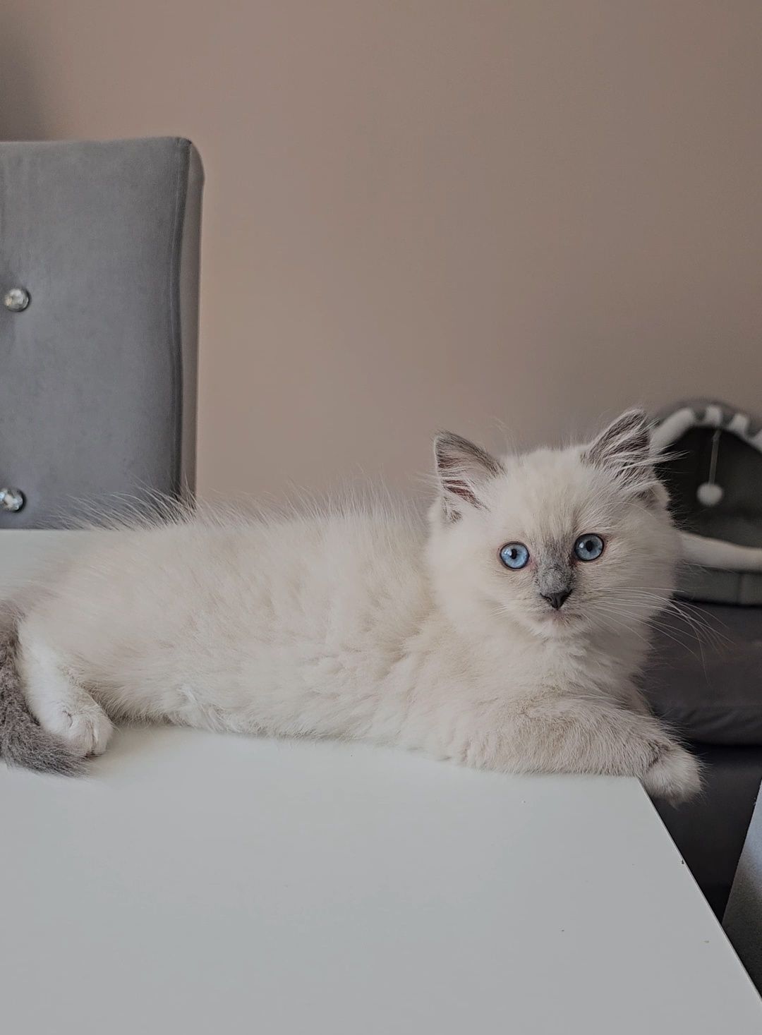 Ragdoll prawdziwy rodowód miedzynarodowy