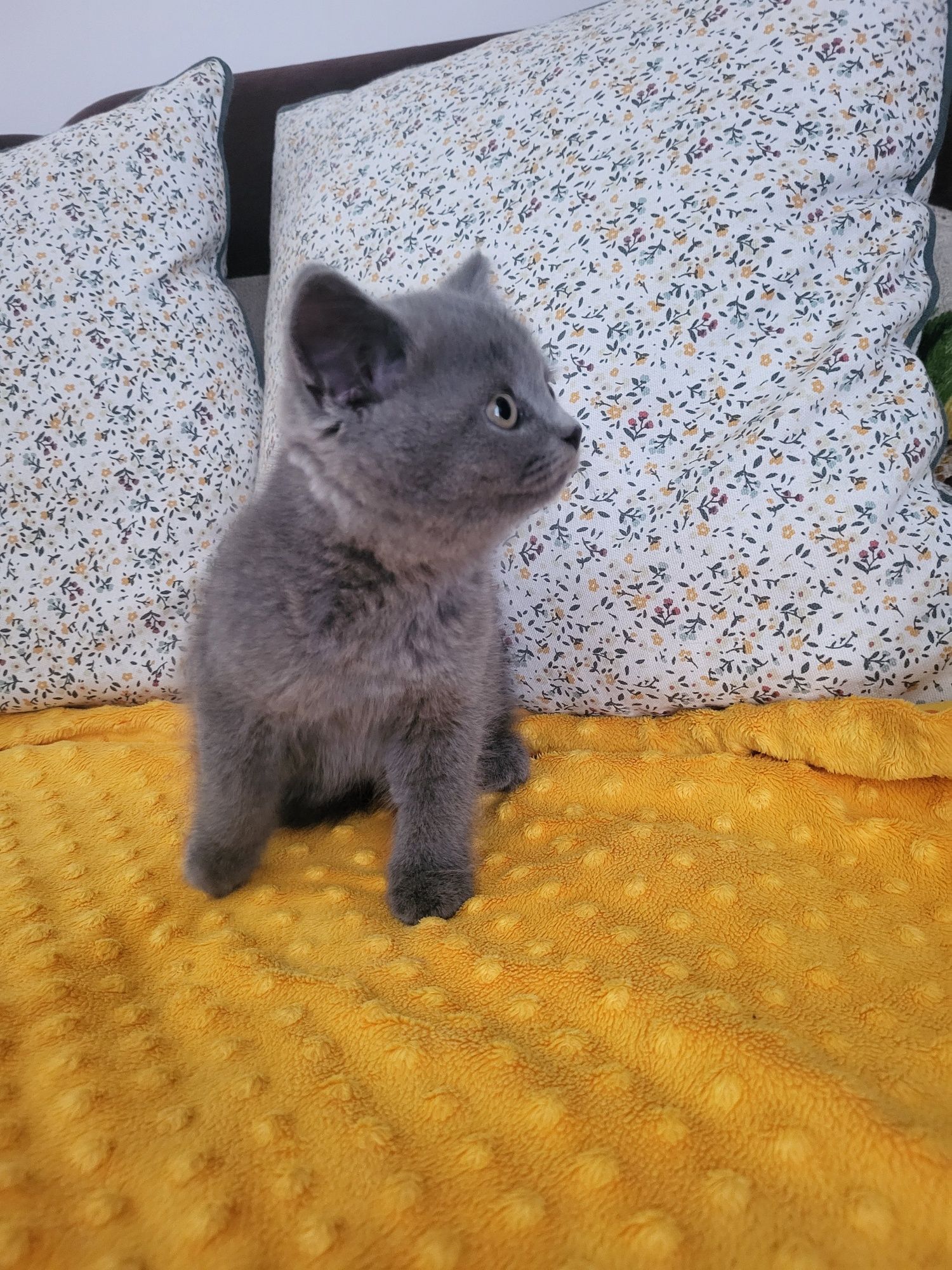 Kot brytyjski gotowy do odbioru