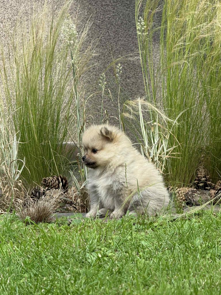 Szpic miniaturowy pomeranian z Rodowodem