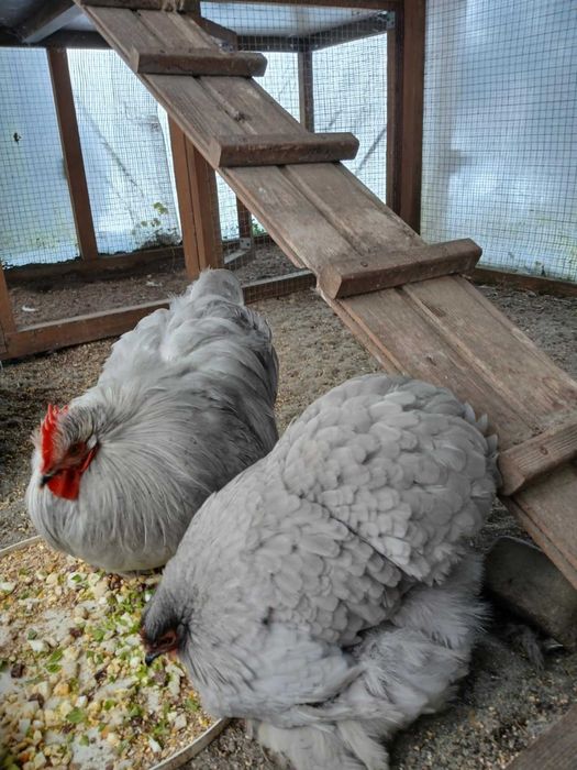 karzelek kochin karzelki kochiny mlodziez