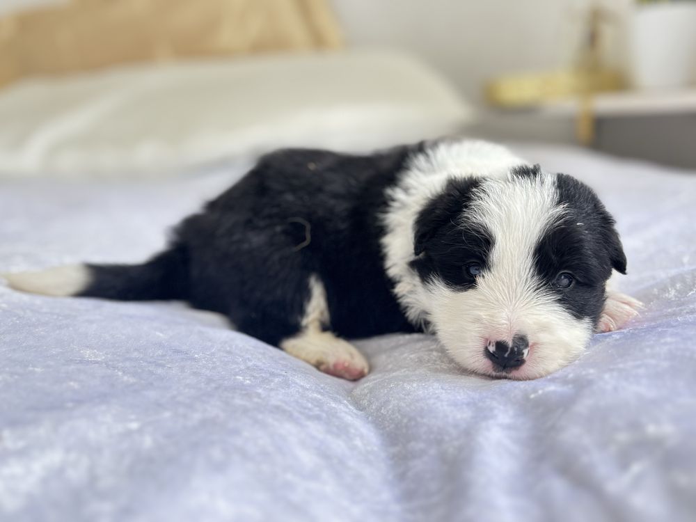 Border collie chłopiec  z rodowodem