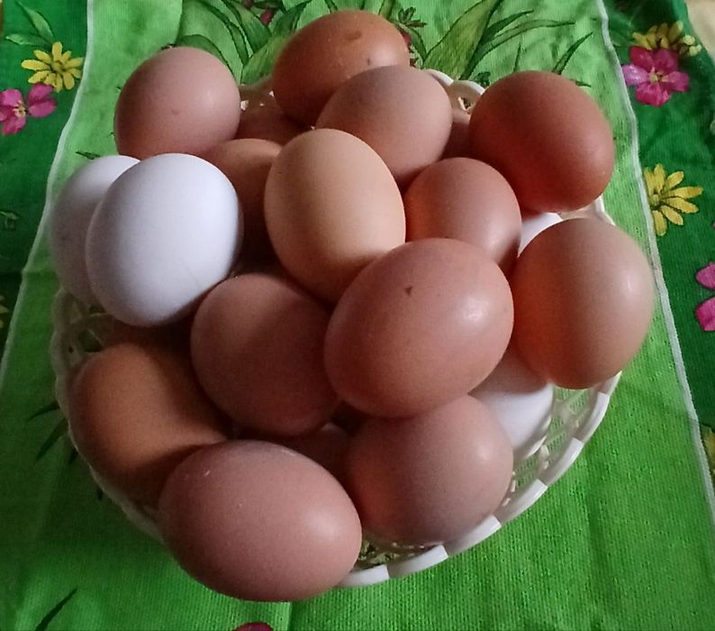 Домашнє куряче яйце,яйця.