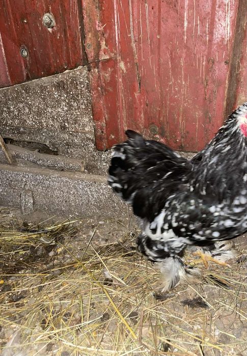 Tenho um pekin para vender