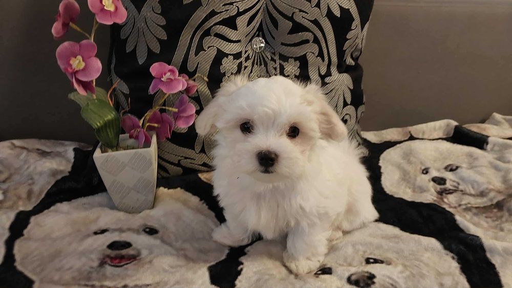 Doris śliczna suczka maltańczyka