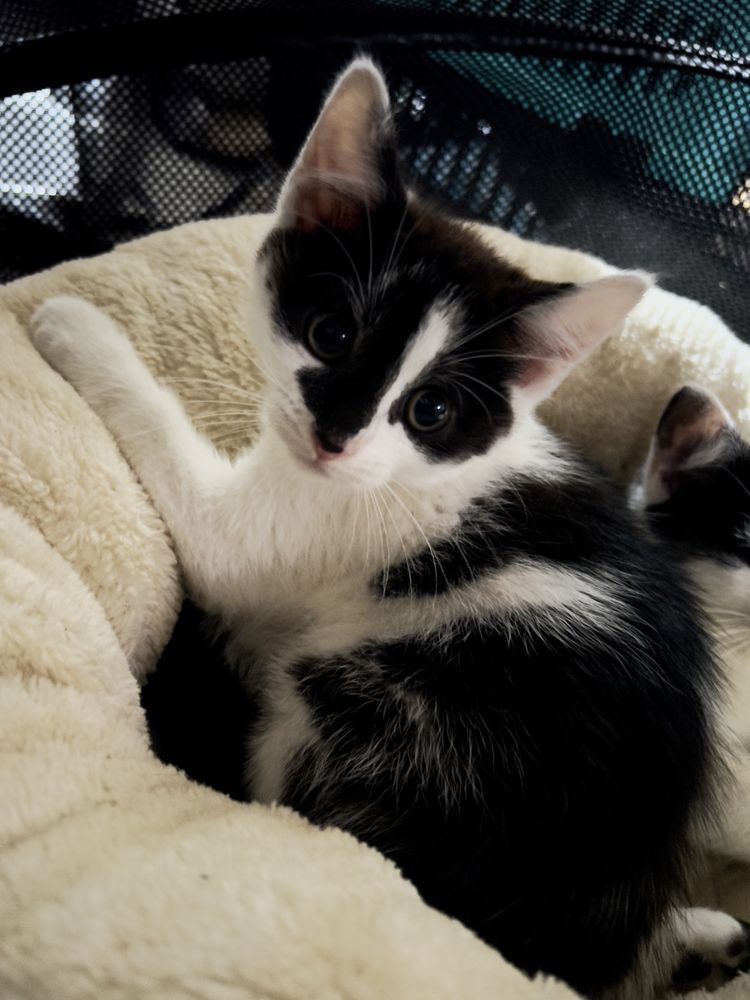 Koty do adopcji